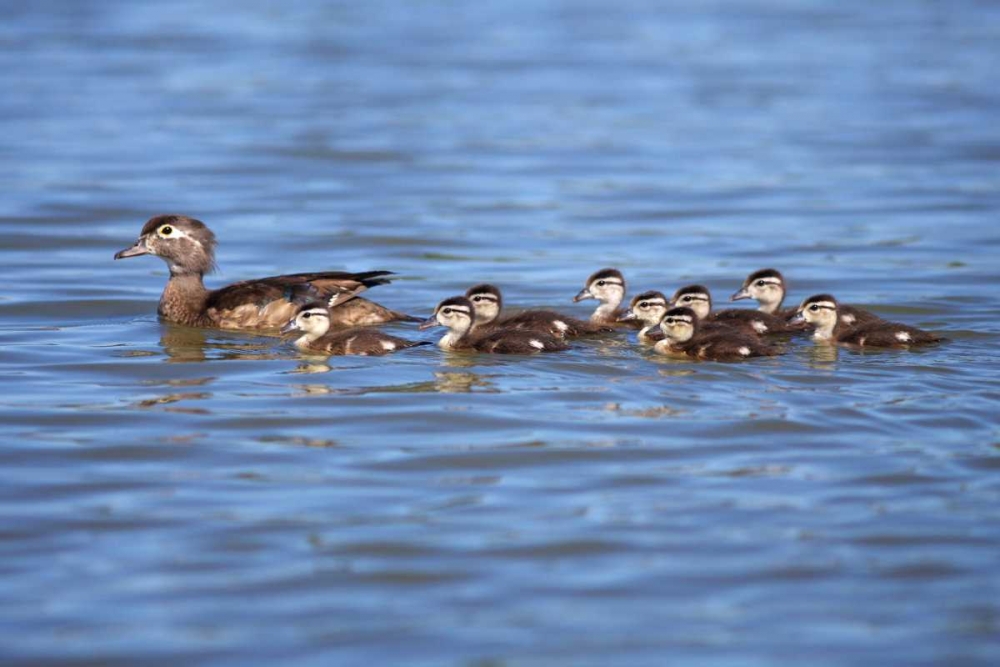 Wall Art Painting id:134751, Name: California Wood Ducklings on Lindo Lake, Artist: Talbot Frank, Christopher