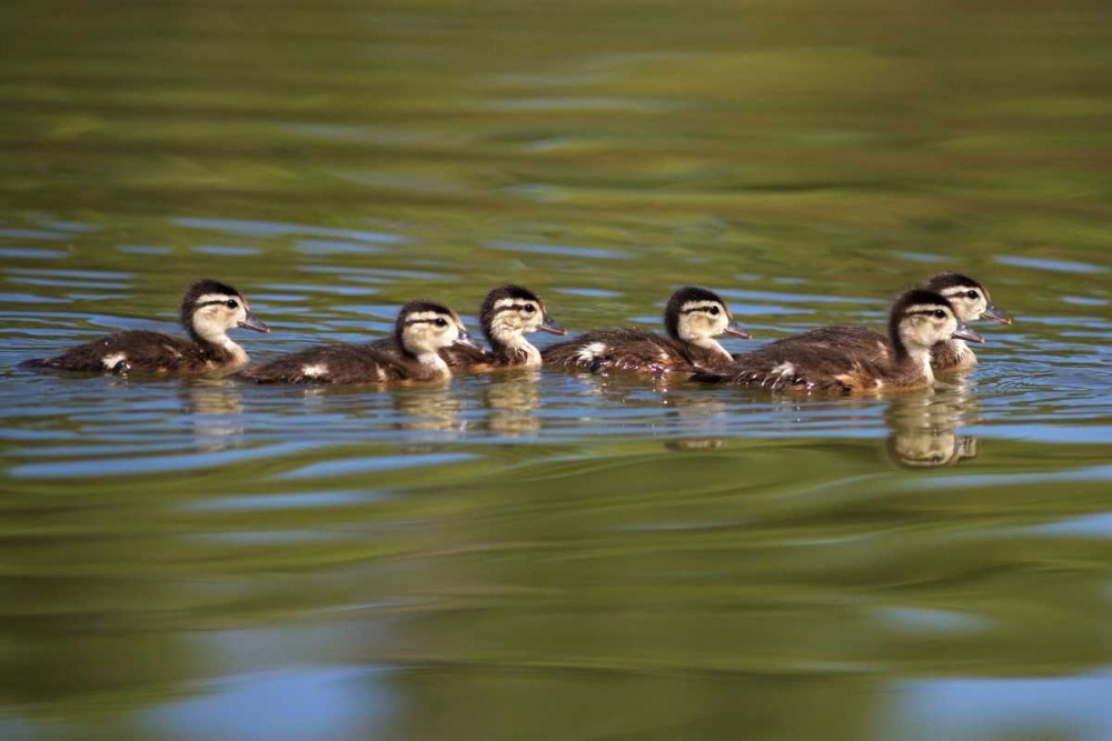 Wall Art Painting id:134752, Name: California Wood Ducklings on Lindo Lake, Artist: Talbot Frank, Christopher