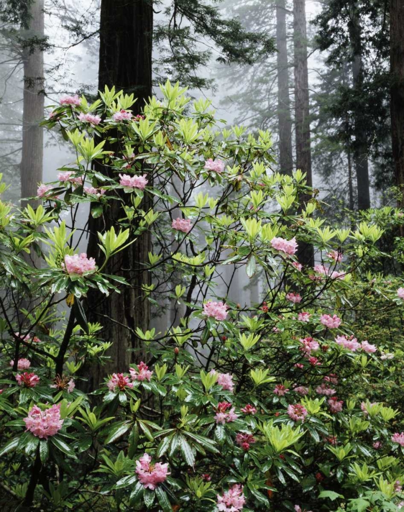 Wall Art Painting id:134875, Name: CA Redwood trees with Rhododendron Flowers, Artist: Talbot Frank, Christopher