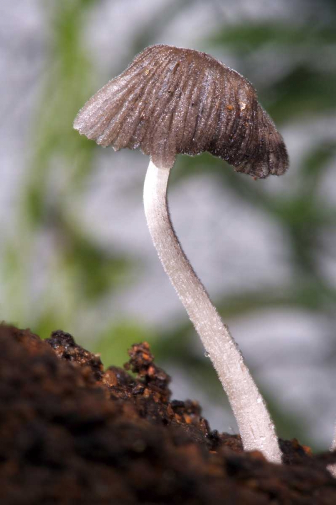 Wall Art Painting id:134716, Name: USA, California, San Diego, A Mushroom, Artist: Talbot Frank, Christopher