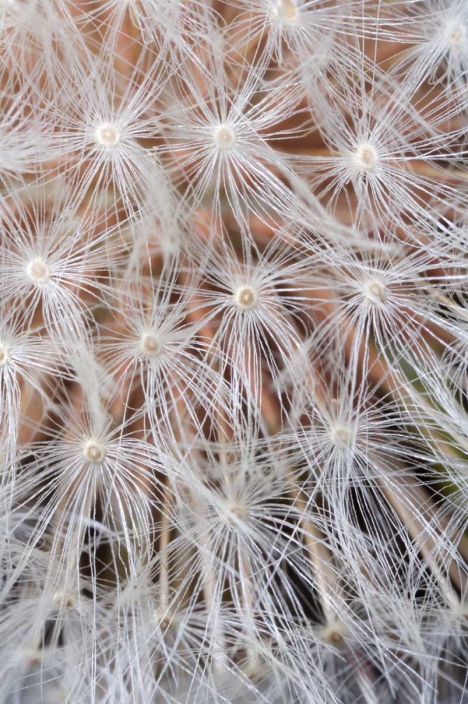 Wall Art Painting id:135036, Name: California, San Diego, Close-up of a dandelion, Artist: Talbot Frank, Christopher