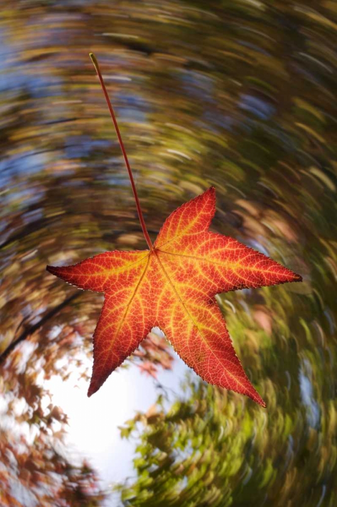 Wall Art Painting id:135369, Name: CA, San Diego, Falling Leaf from a tree in autumn, Artist: Talbot Frank, Christopher