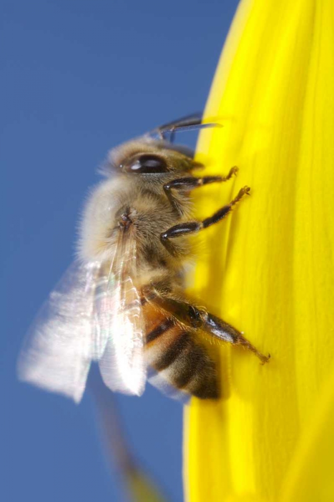 Wall Art Painting id:135193, Name: USA, California, San Diego, Honey Bee taking off, Artist: Talbot Frank, Christopher