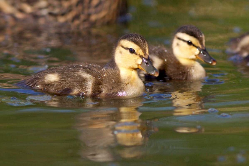 Wall Art Painting id:134753, Name: California, San Diego Mallard Ducklings, Artist: Talbot Frank, Christopher