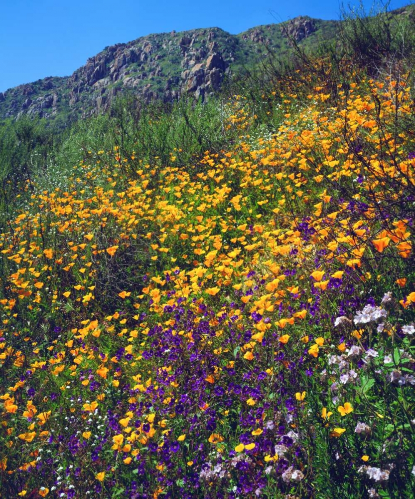 Wall Art Painting id:134850, Name: CA, San Diego, Mission Trails Park flowers, Artist: Talbot Frank, Christopher
