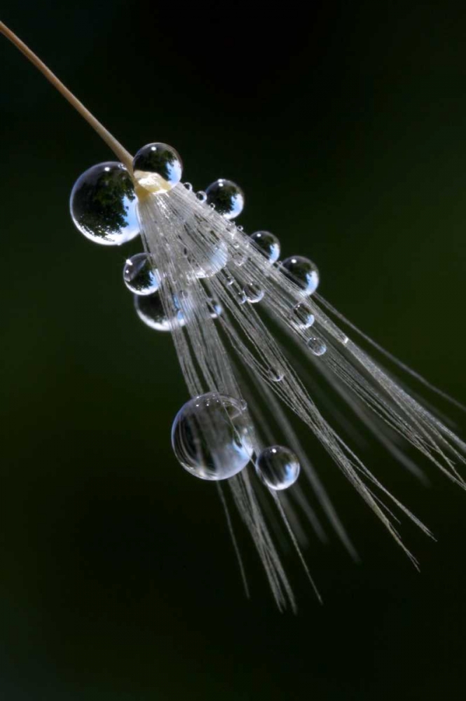 Wall Art Painting id:135339, Name: California, San Diego, Water drops on a dandelion, Artist: Talbot Frank, Christopher