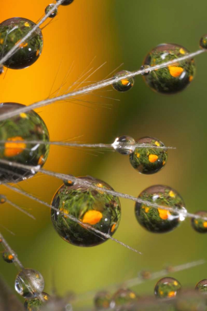 Wall Art Painting id:135340, Name: California, San Diego, Water drops on a dandelion, Artist: Talbot Frank, Christopher