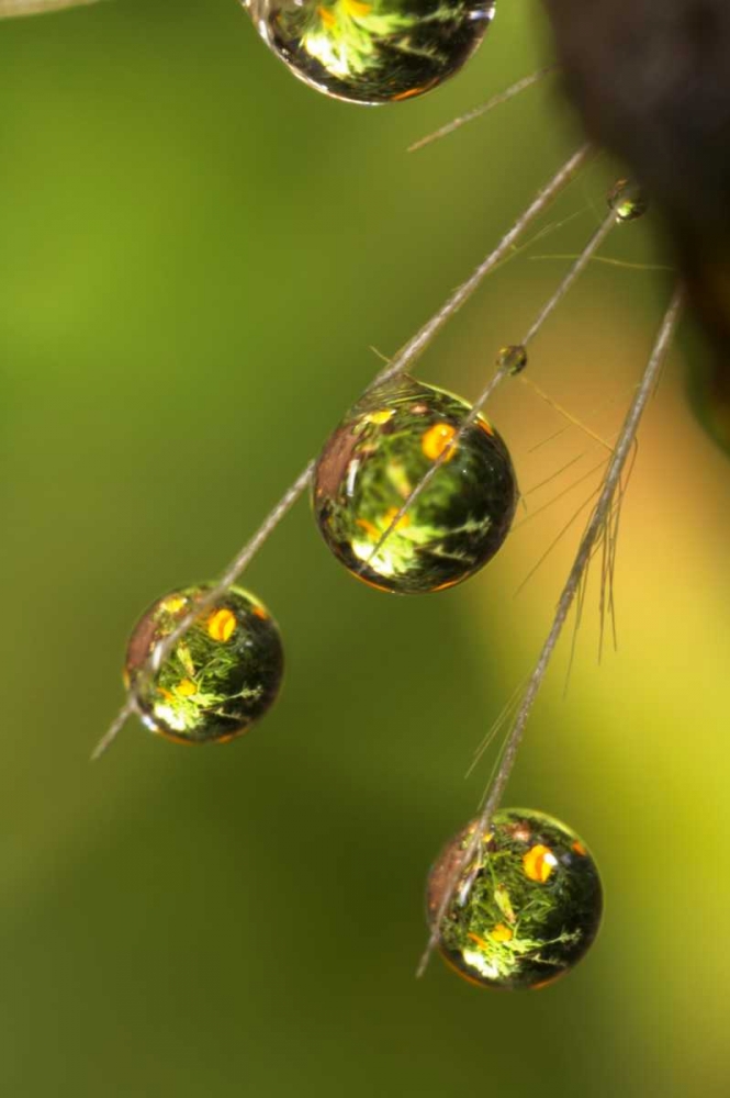 Wall Art Painting id:135341, Name: California, San Diego, Water drops on a dandelion, Artist: Talbot Frank, Christopher