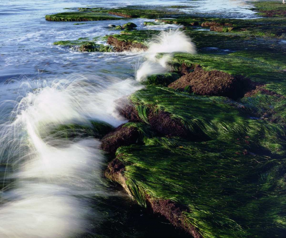 Wall Art Painting id:134874, Name: CA, San Diego Waves breaking on tide pools, Artist: Talbot Frank, Christopher