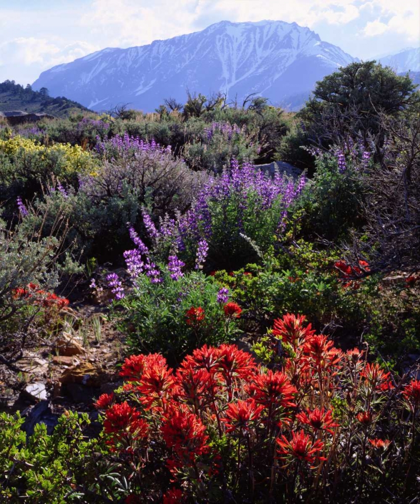 Wall Art Painting id:134723, Name: California, Sierra Nevada, Wildflowers, Artist: Talbot Frank, Christopher