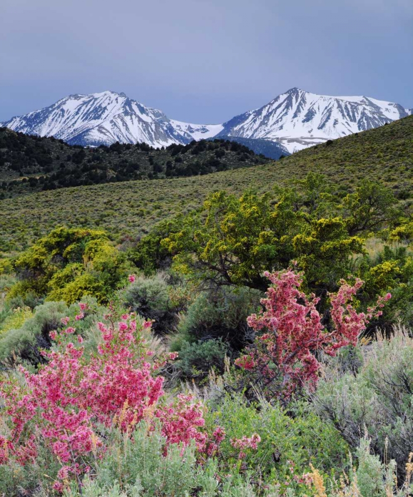 Wall Art Painting id:134724, Name: California, Sierra Nevada, Wildflowers, Artist: Talbot Frank, Christopher