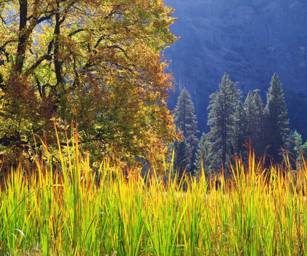 Wall Art Painting id:134970, Name: California, Yosemite Oak with autumn foliage, Artist: Talbot Frank, Christopher