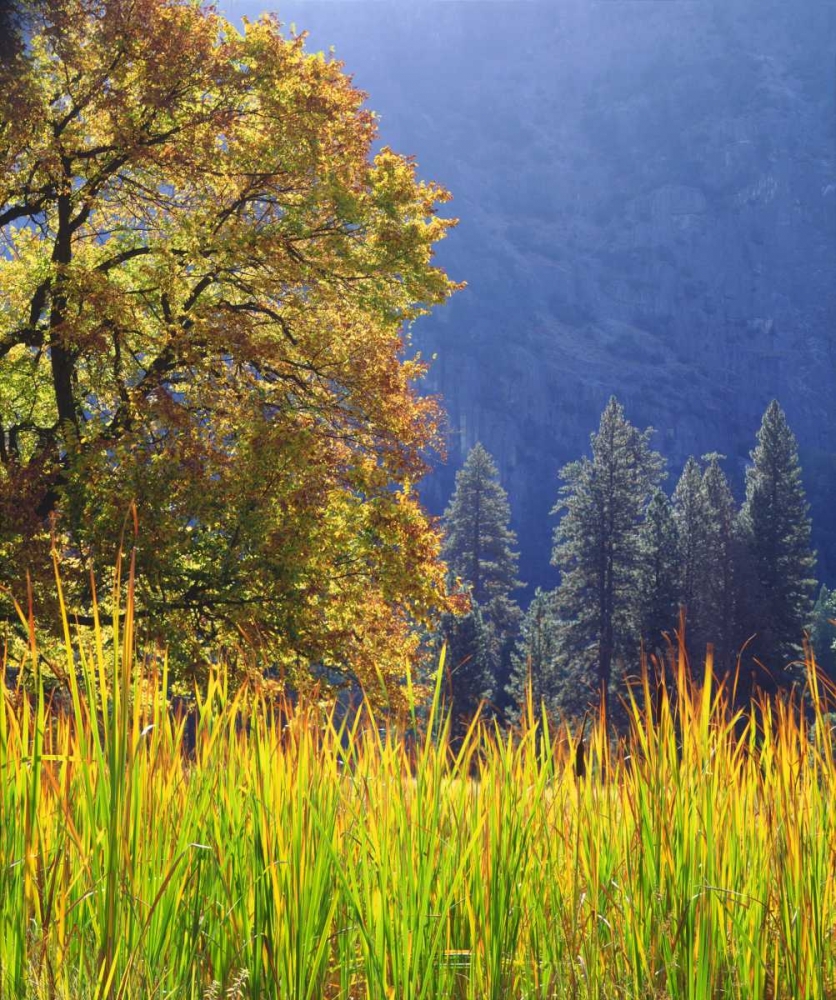 Wall Art Painting id:134969, Name: California, Yosemite Oak with autumn foliage, Artist: Talbot Frank, Christopher