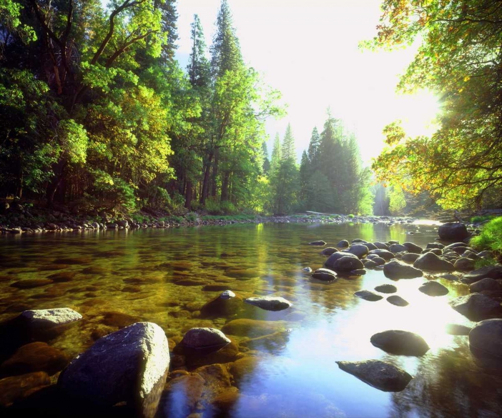 Wall Art Painting id:135029, Name: USA, California, Yosemite NP The Merced River, Artist: Talbot Frank, Christopher