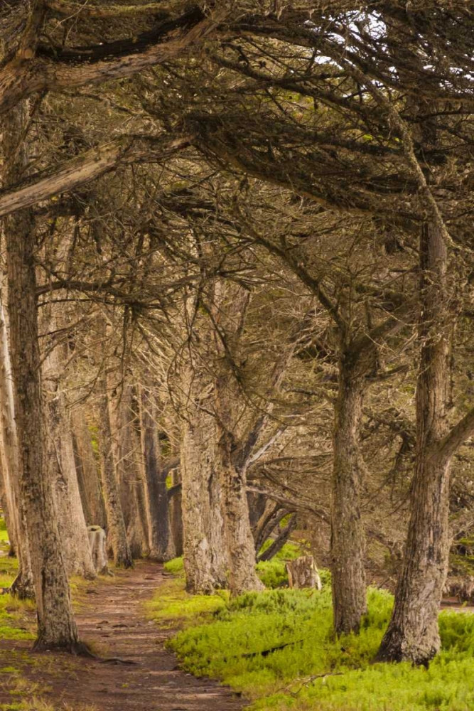 Wall Art Painting id:129226, Name: California, Morro Bay Path through the forest, Artist: Illg, Cathy and Gordon