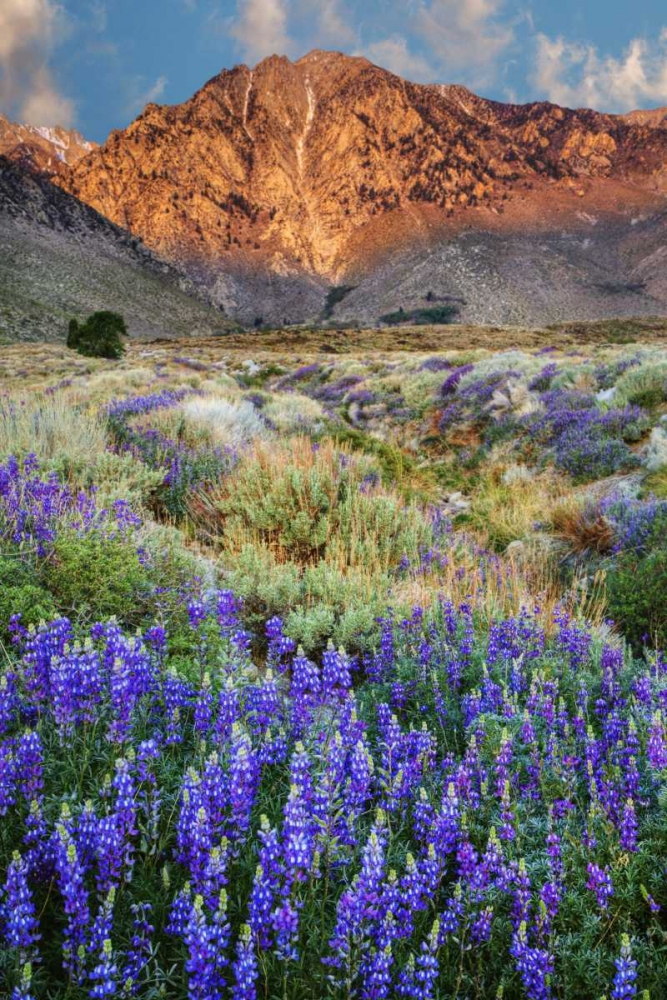 Wall Art Painting id:127642, Name: California Blooming lupine at Division Creek, Artist: Flaherty, Dennis