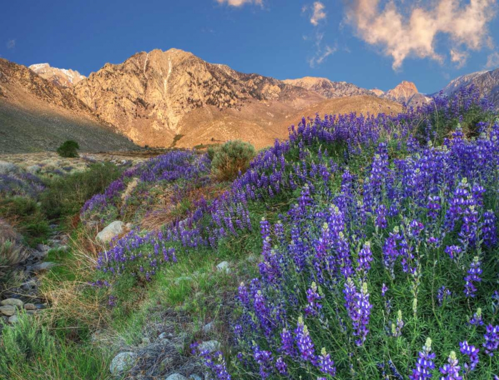 Wall Art Painting id:127643, Name: California Blooming lupine at Division Creek, Artist: Flaherty, Dennis