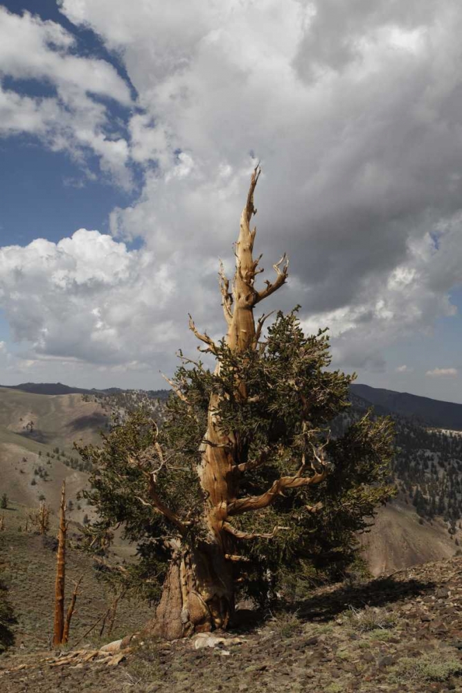 Wall Art Painting id:127831, Name: California, White Mts Ancient bristlecone pine, Artist: Flaherty, Dennis