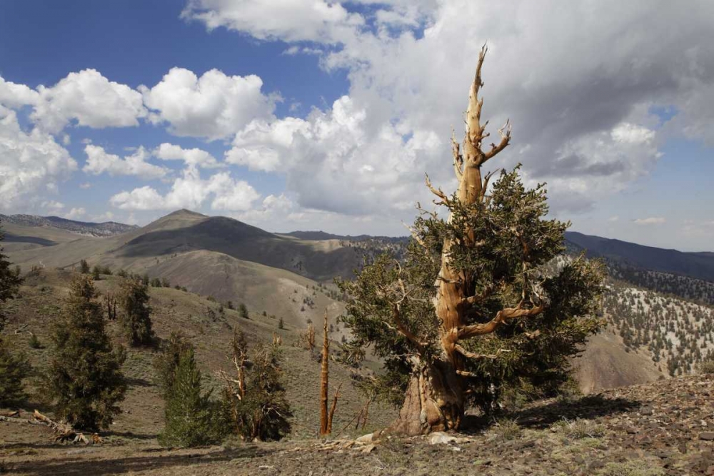 Wall Art Painting id:127832, Name: California, White Mts Ancient bristlecone pine, Artist: Flaherty, Dennis