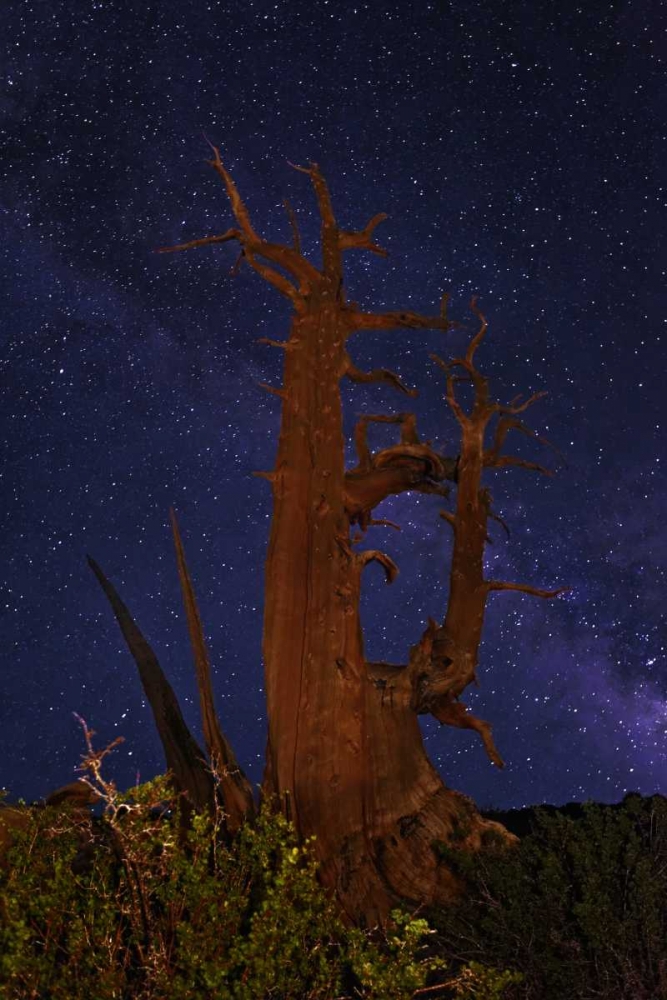 Wall Art Painting id:127862, Name: CA, White Mts A bristlecone pine and Milky Way, Artist: Flaherty, Dennis