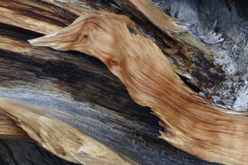 Wall Art Painting id:127857, Name: CA, White Mts Trunk of a bristlecone pine tree, Artist: Flaherty, Dennis