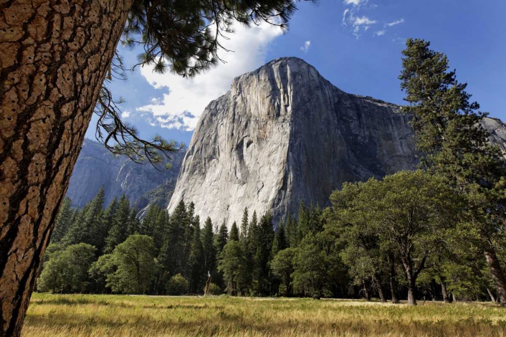 Wall Art Painting id:128040, Name: California, Yosemite View of El Capitan landmark, Artist: Flaherty, Dennis