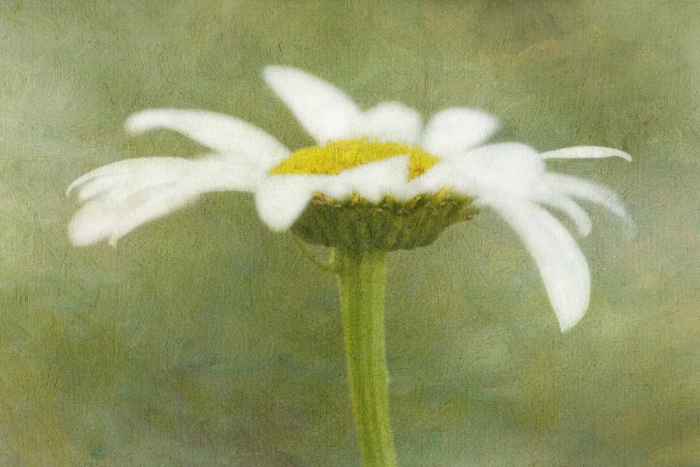 Wall Art Painting id:127594, Name: California Daisy with a textured background, Artist: Flaherty, Dennis