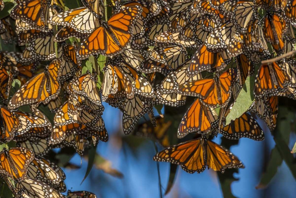 Wall Art Painting id:128889, Name: California Monarch butterflies on leaves, Artist: Illg, Cathy and Gordon