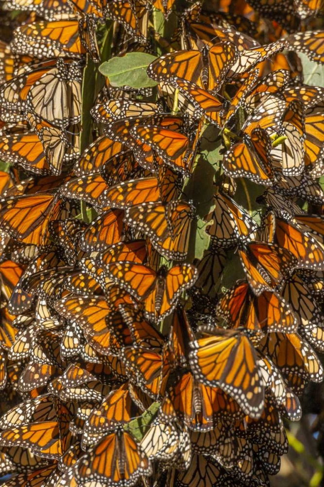 Wall Art Painting id:128890, Name: California Monarch butterflies on leaves, Artist: Illg, Cathy and Gordon