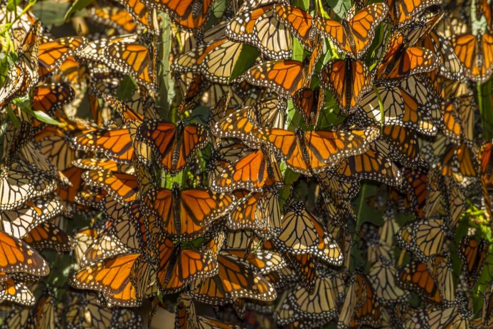 Wall Art Painting id:128891, Name: California Monarch butterflies on leaves, Artist: Illg, Cathy and Gordon