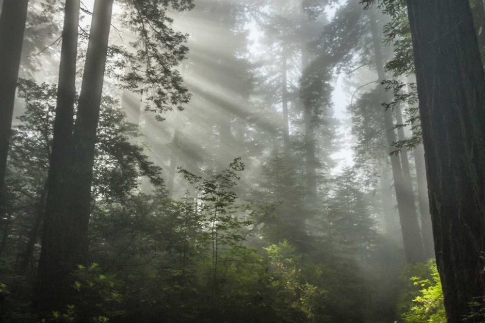 Wall Art Painting id:128887, Name: California Fog in Ladybird Johnson Grove, Artist: Illg, Cathy and Gordon