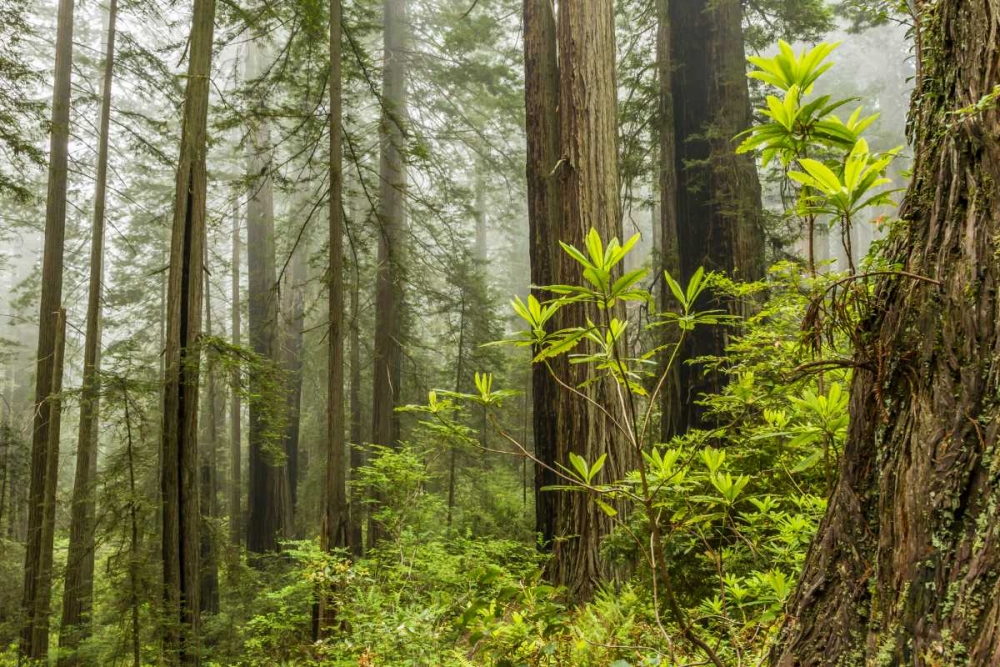 Wall Art Painting id:128920, Name: USA, California, Redwoods NP Foggy forest, Artist: Illg, Cathy and Gordon