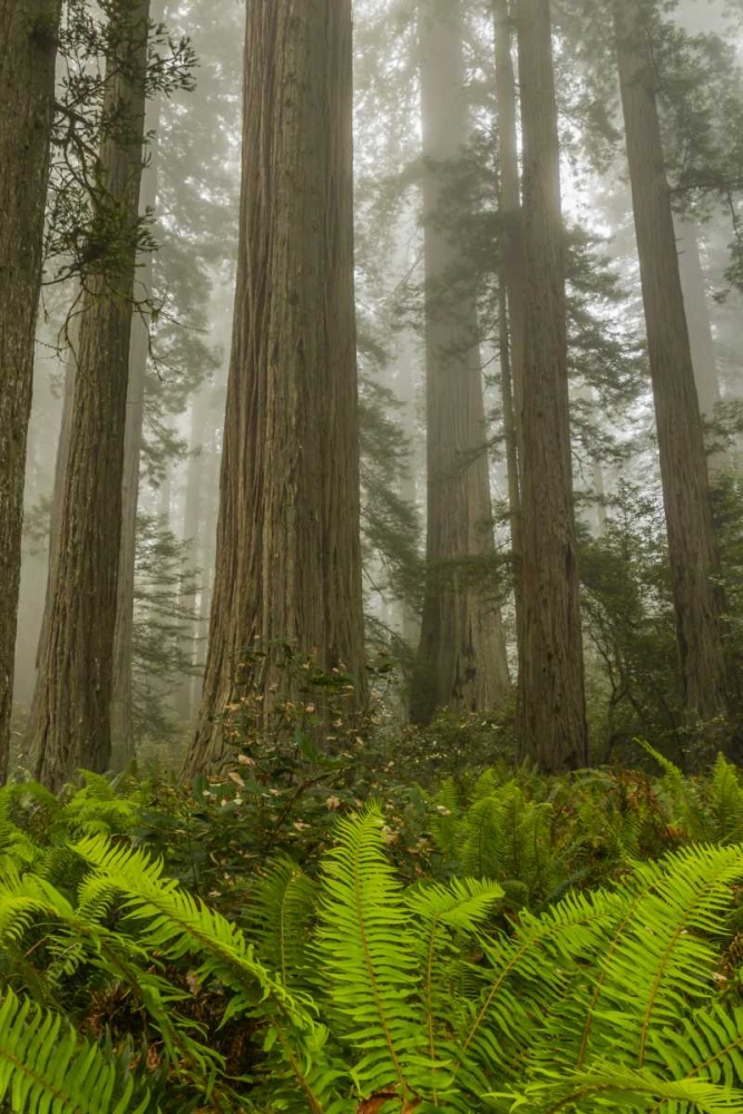 Wall Art Painting id:129227, Name: California, Redwoods NP Redwood trees and fog, Artist: Illg, Cathy and Gordon