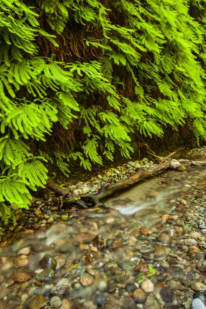 Wall Art Painting id:129132, Name: California, Redwoods NP Scenic of Fern Creek, Artist: Illg, Cathy and Gordon