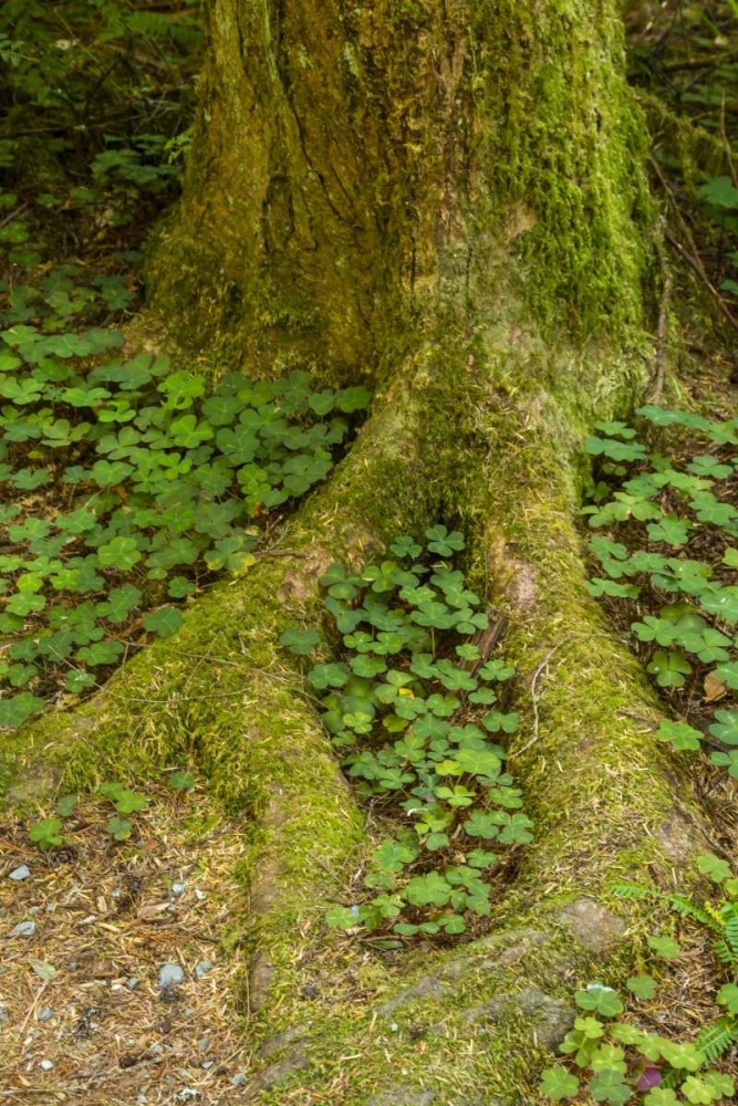 Wall Art Painting id:129755, Name: USA, California, Redwoods NP Clover at tree base, Artist: Illg, Cathy and Gordon