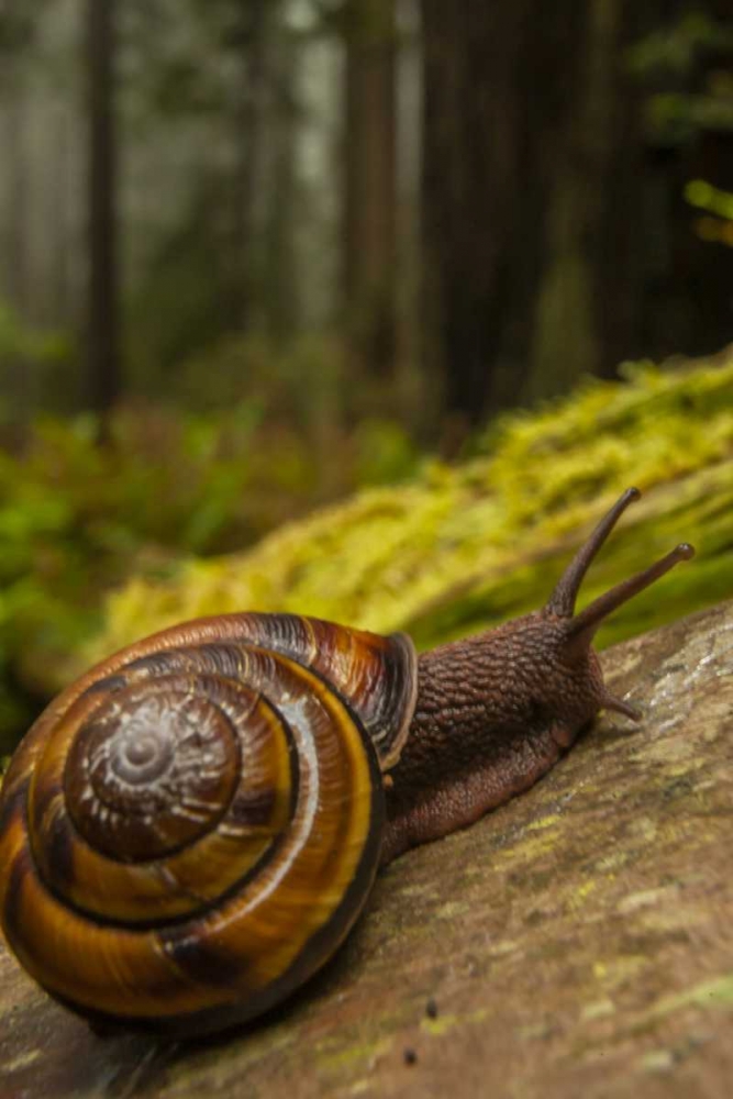 Wall Art Painting id:129353, Name: USA, California, Redwoods NP Close-up of snail, Artist: Illg, Cathy and Gordon