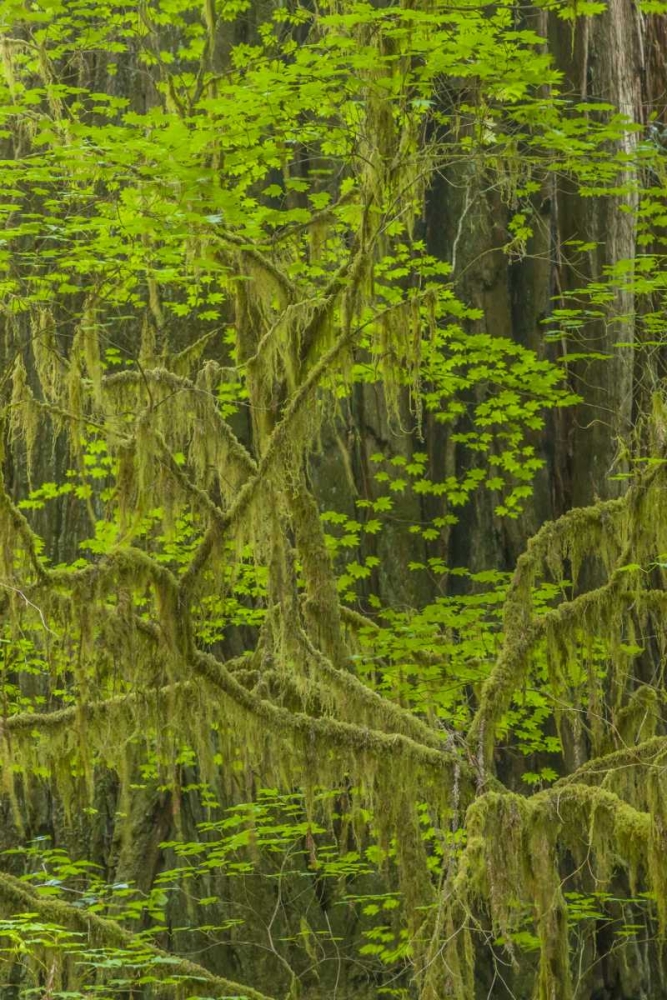 Wall Art Painting id:129228, Name: California, Redwoods NP Mossy limbs in forest, Artist: Illg, Cathy and Gordon