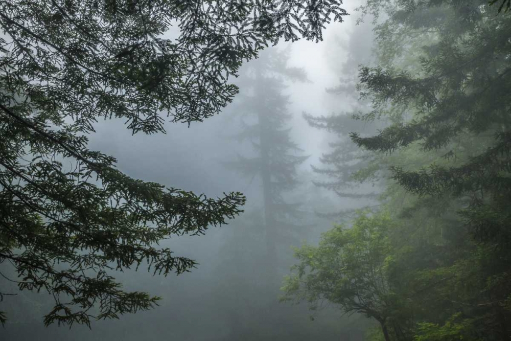 Wall Art Painting id:128888, Name: California Fog in Ladybird Johnson Grove, Artist: Illg, Cathy and Gordon