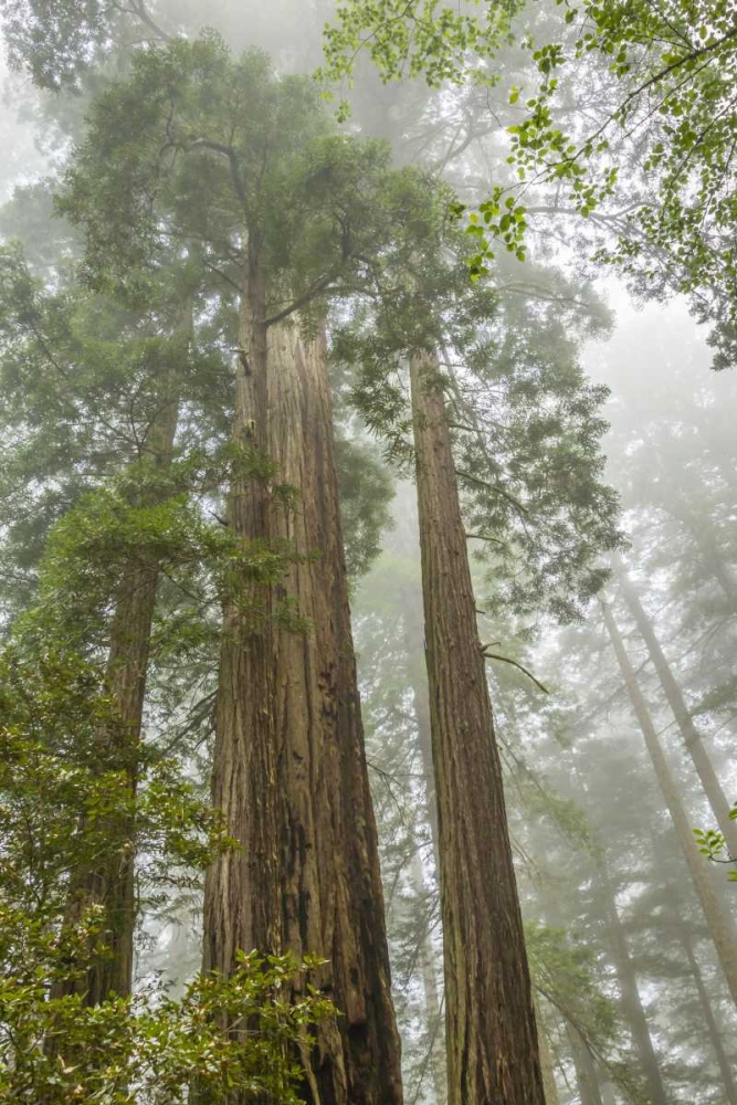 Wall Art Painting id:129229, Name: California, Redwoods NP Redwood trees and fog, Artist: Illg, Cathy and Gordon