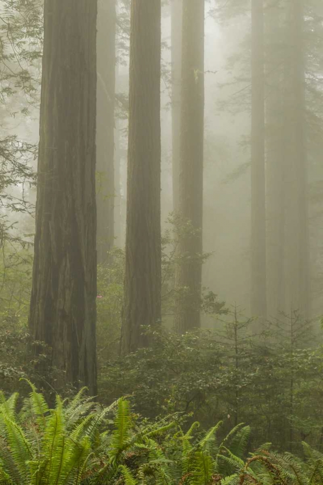 Wall Art Painting id:129230, Name: California, Redwoods NP Redwood trees and fog, Artist: Illg, Cathy and Gordon