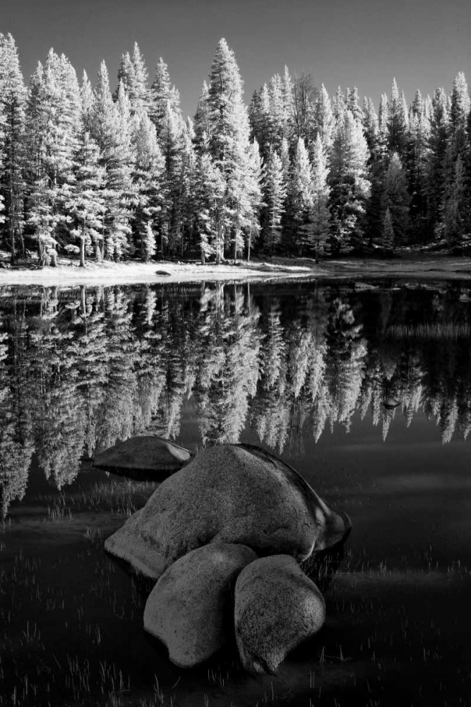 Wall Art Painting id:127847, Name: California, Yosemite Forest reflects in a pond, Artist: Flaherty, Dennis