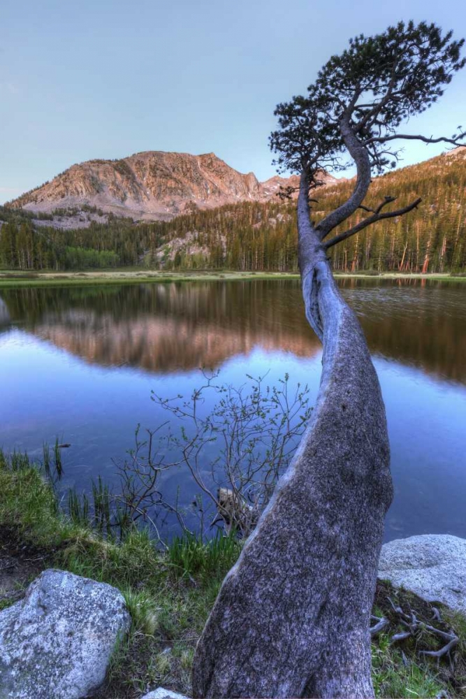 Wall Art Painting id:127928, Name: California, Sierra Nevada Grass Lake reflection, Artist: Flaherty, Dennis