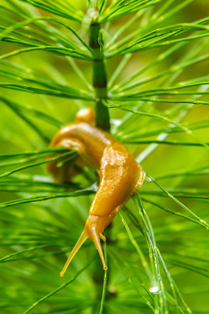 Wall Art Painting id:652180, Name: USA-California-Prairie Creek Redwoods State Park Banana slug on plant, Artist: Jaynes Gallery