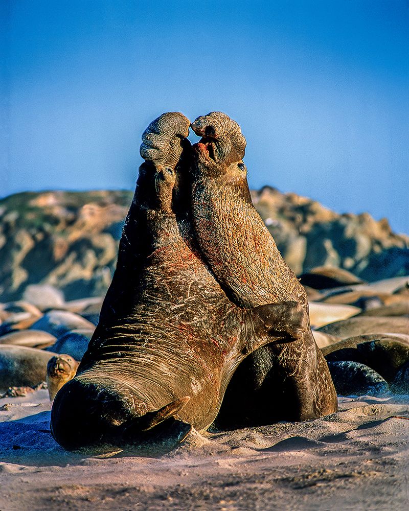 Wall Art Painting id:652182, Name: USA-California-Channel Islands National Park Male elephant seals ight for mating rights, Artist: Jaynes Gallery