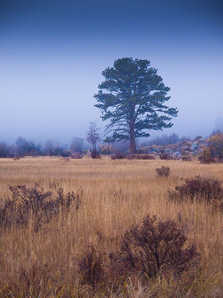 Wall Art Painting id:405071, Name: Lone Tree in Foggy Field-Rocky Mountain National Park-Colorado-USA, Artist: Miller, Anna