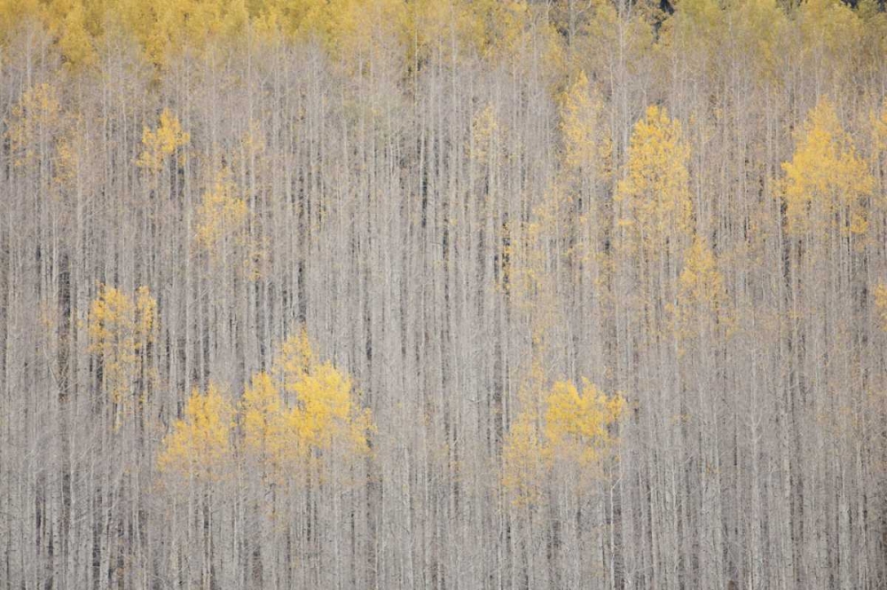 Wall Art Painting id:128158, Name: CO, White River NF Aspen trees in winter, Artist: Grall, Don