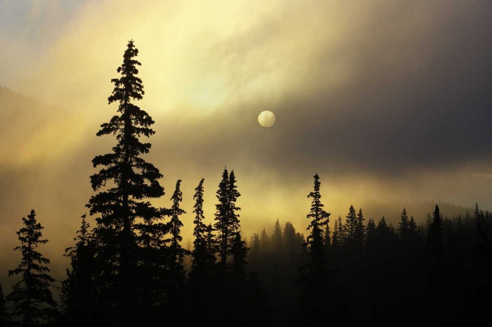 Wall Art Painting id:128223, Name: CO, San Isabel NF Sunrise silhouettes trees, Artist: Grall, Don