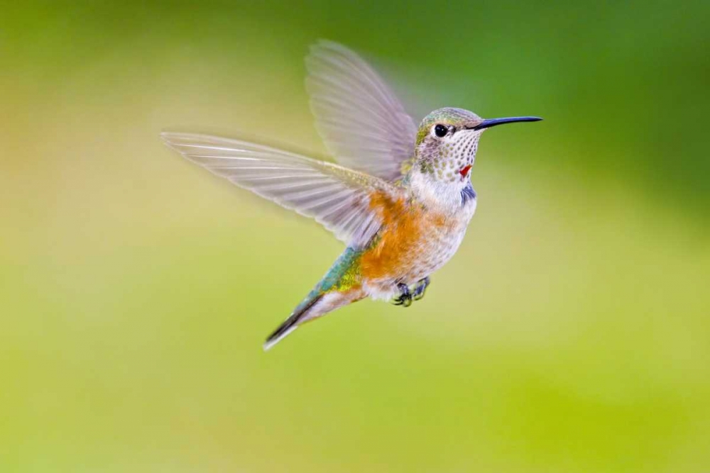 Wall Art Painting id:130926, Name: Colorado, Heeney Rufous hummingbird in flight, Artist: Lord, Fred