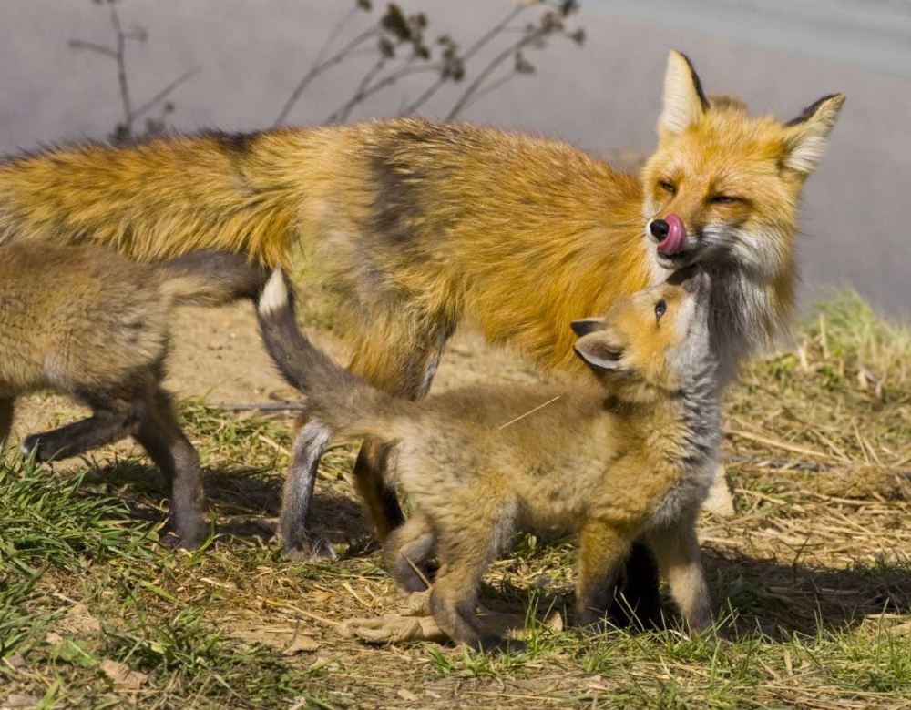 Wall Art Painting id:130977, Name: Colorado, Breckenridge Red fox mother with kits, Artist: Lord, Fred