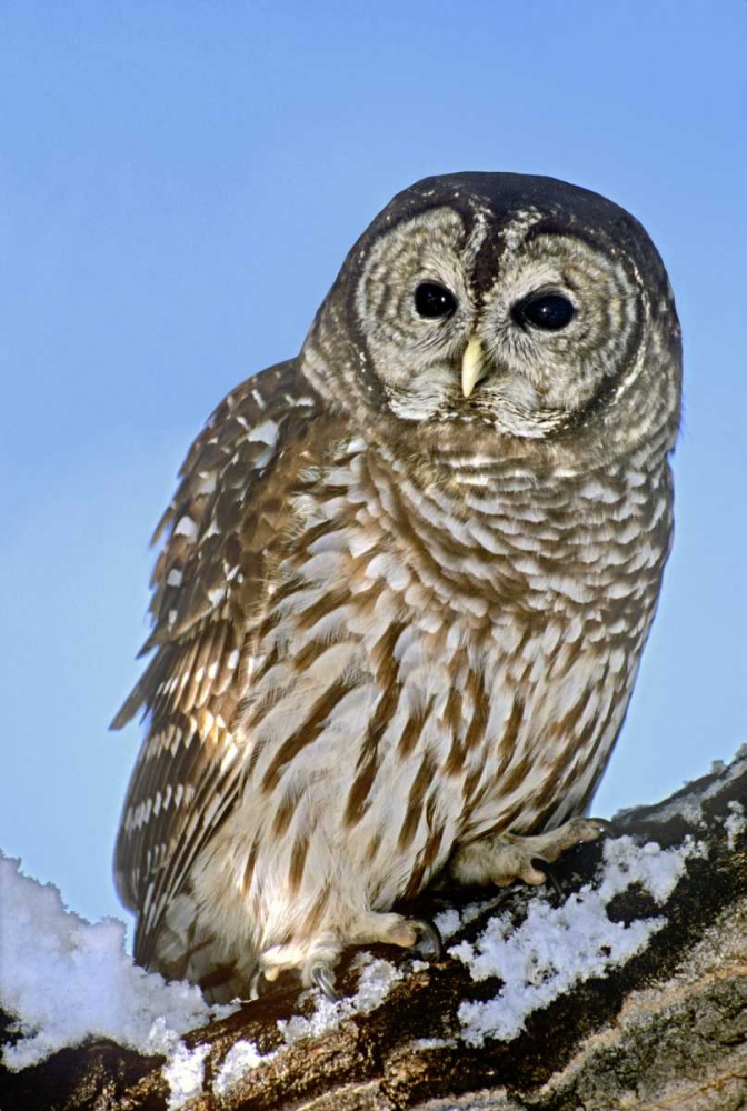Wall Art Painting id:135778, Name: CO, Barred owl perched on snowy branch, Artist: Welling, Dave